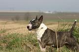 BULL TERRIER MINIATURE 326